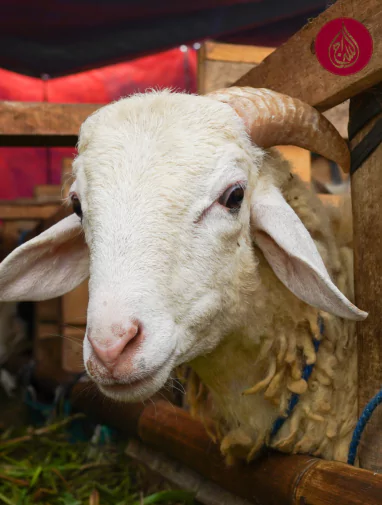 As-Siraj Qurbani in Punjab 2025