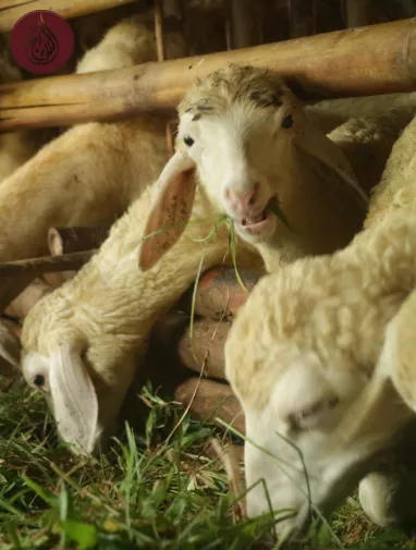 Eid al Adha Feast of The Sacrifice | Donate with As-Siraj