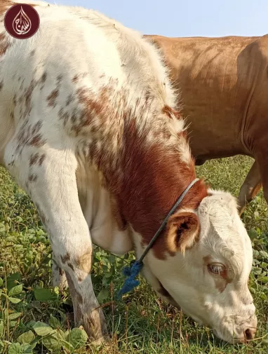 Eid ul Adha 2026 UK | Qurbani Donation Online – As-Siraj Trust