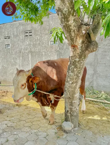 Eid al Adha Feast of The Sacrifice | Donate with As-Siraj