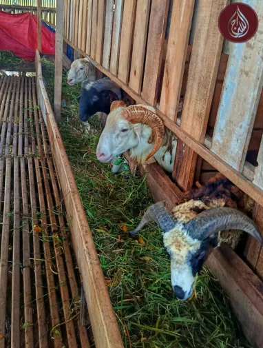 Can You Give Qurbani for Deceased? Donate Through As-siraj Charity