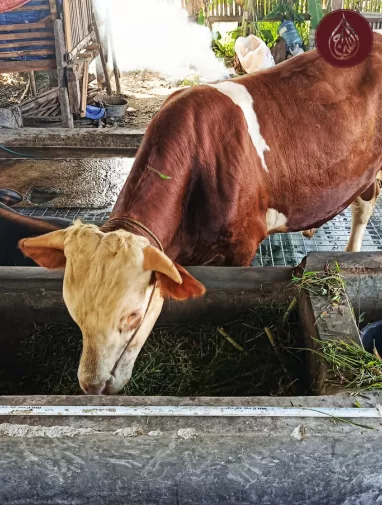 Can You Give Qurbani for Deceased? Donate Through As-siraj Charity