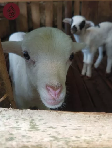 How Much is Qurbani in 2026? Donate with As-Siraj for Eid Charity