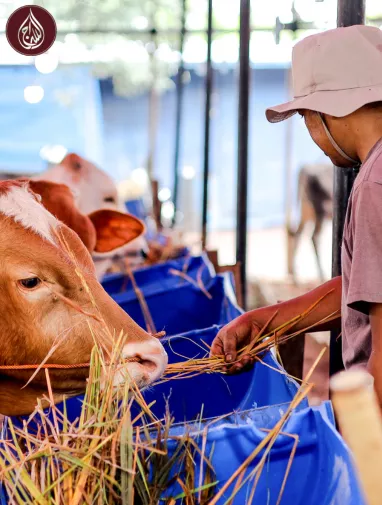 How Much is Qurbani in 2026? Donate with As-Siraj for Eid Charity