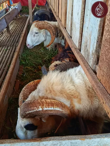 When is Big Eid 2026? Donate Qurbani Online – As-Siraj