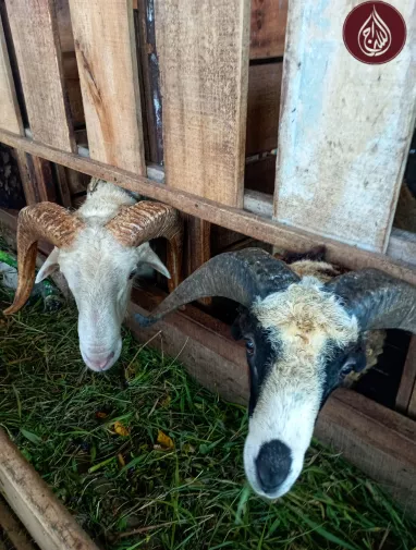 When is Big Eid 2026? Donate Qurbani Online – As-Siraj