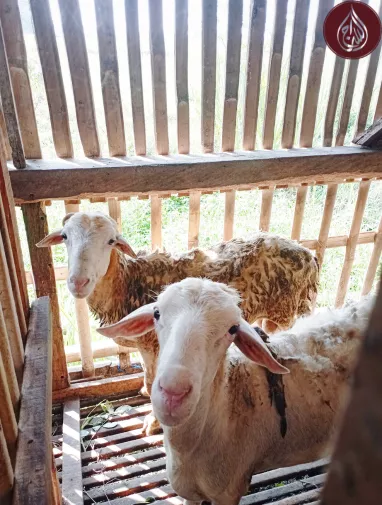 Do Your Own Qurbani UK | Donate Qurbani Online with As-Siraj